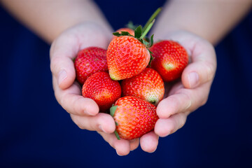 Fresh strawberries in woman hand on nature background. Healthy food concept.