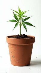 Fototapeta premium Young cannabis plant sprouts in terracotta pot. Small green seedling with distinct leaves grows in soil. Isolated studio shot on white background signifies new growth and potential.