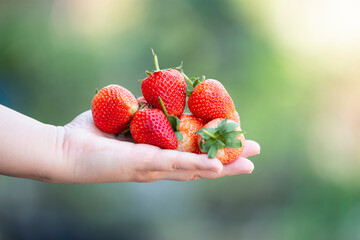Fresh strawberries in woman hand on nature background. Healthy food concept.