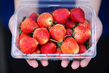 Strawberries in a plastic box in a woman's hand.