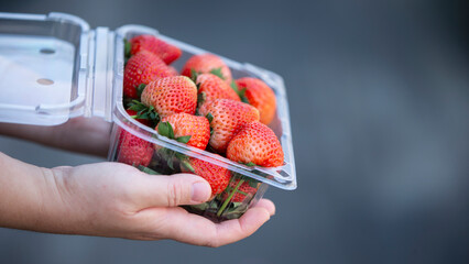 Fresh strawberries in woman hand on nature background. Healthy food concept.