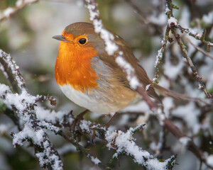 Robin Red Breasts dealing with the snow, at Stakeford, Northumberland