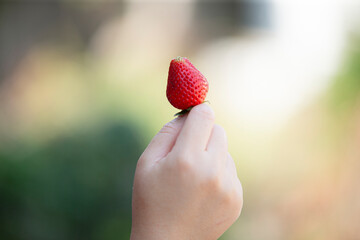 Fresh strawberries in woman hand on nature background. Healthy food concept.