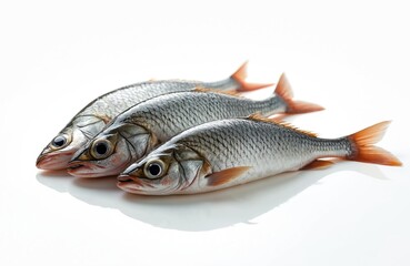 Obraz premium Fresh silver barb fish pile rests on a clean white surface. Several whole fish display their shiny scales and tails. This raw seafood is ideal for culinary applications or food photography.