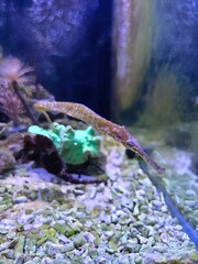 The alligator pipefish or double-ended pipefish (Syngnathoides biaculeatus)