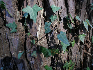 冬枯れの森の散歩。陽だまりが優しい。マムシグサが朱色の実を付けたまま倒れていた。モノトーンの森の中、直射日光を浴びて、マムシグサはひと際鮮やかに目立っていた。森は、あたかも静かな長い眠りについているようだ。歩きつつ空を仰ぎ、足元のシダを眺め、樹木に絡みつく蔦を目で追った。ぐんぐん空に向かって伸びている蔦。誰も居ない森の中。でもたくさんの生命体が息づいている。私も息づいている。