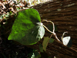 冬枯れの森の散歩。陽だまりが優しい。マムシグサが朱色の実を付けたまま倒れていた。モノトーンの森の中、直射日光を浴びて、マムシグサはひと際鮮やかに目立っていた。森は、あたかも静かな長い眠りについているようだ。歩きつつ空を仰ぎ、足元のシダを眺め、樹木に絡みつく蔦を目で追った。ぐんぐん空に向かって伸びている蔦。誰も居ない森の中。でもたくさんの生命体が息づいている。私も息づいている。