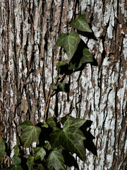 冬枯れの森の散歩。陽だまりが優しい。マムシグサが朱色の実を付けたまま倒れていた。モノトーンの森の中、直射日光を浴びて、マムシグサはひと際鮮やかに目立っていた。森は、あたかも静かな長い眠りについているようだ。歩きつつ空を仰ぎ、足元のシダを眺め、樹木に絡みつく蔦を目で追った。ぐんぐん空に向かって伸びている蔦。誰も居ない森の中。でもたくさんの生命体が息づいている。私も息づいている。