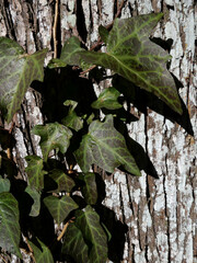 冬枯れの森の散歩。陽だまりが優しい。マムシグサが朱色の実を付けたまま倒れていた。モノトーンの森の中、直射日光を浴びて、マムシグサはひと際鮮やかに目立っていた。森は、あたかも静かな長い眠りについているようだ。歩きつつ空を仰ぎ、足元のシダを眺め、樹木に絡みつく蔦を目で追った。ぐんぐん空に向かって伸びている蔦。誰も居ない森の中。でもたくさんの生命体が息づいている。私も息づいている。