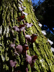 冬枯れの森の散歩。陽だまりが優しい。マムシグサが朱色の実を付けたまま倒れていた。モノトーンの森の中、直射日光を浴びて、マムシグサはひと際鮮やかに目立っていた。森は、あたかも静かな長い眠りについているようだ。歩きつつ空を仰ぎ、足元のシダを眺め、樹木に絡みつく蔦を目で追った。ぐんぐん空に向かって伸びている蔦。誰も居ない森の中。でもたくさんの生命体が息づいている。私も息づいている。