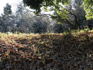 冬枯れの森の散歩。陽だまりが優しい。マムシグサが朱色の実を付けたまま倒れていた。モノトーンの森の中、直射日光を浴びて、マムシグサはひと際鮮やかに目立っていた。森は、あたかも静かな長い眠りについているようだ。歩きつつ空を仰ぎ、足元のシダを眺め、樹木に絡みつく蔦を目で追った。ぐんぐん空に向かって伸びている蔦。誰も居ない森の中。でもたくさんの生命体が息づいている。私も息づいている。