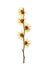 Obraz premium Elegant branch of hamamelis witch hazel with vibrant golden-yellow spidery flowers, dark gnarled bark, isolated against transparent background, concept of scientific botany
