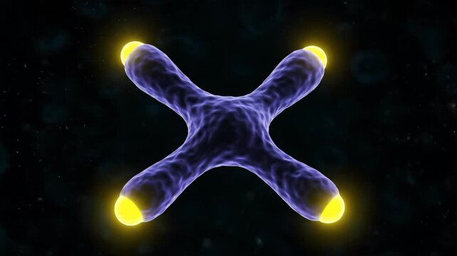 3D Visualization of Chromosome Telomere Shortening During Cellular Aging