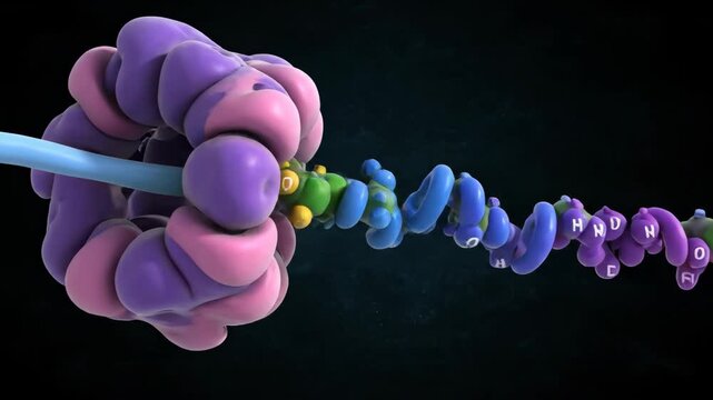 3D Animation: Ribosome Translating mRNA into a Protein Chain