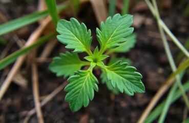 Young green ragweed plant grows in soil. Tiny plant sprouts with serrated leaves in shallow focus. Nature grows, weeds emerge from ground, wild flora.