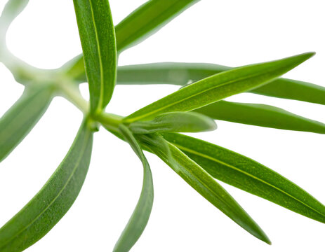 Close-up of vibrant green lance-shaped leaves and stem against black
