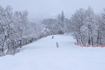 Skier and snowboarder on gentle slope surrounded by snow-covered trees in Madarao