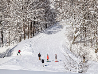 Skiers and snowboarders riding down a snowy slope lined with trees in Madarao, Japan