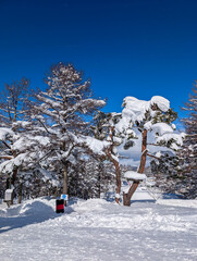 Deep snow covering pine trees and ground on a sunny winter day in Nagano, Japan
