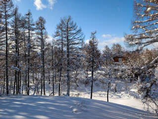 Beautiful winter scenery of a snowy woodland area with bright sunlight and shadows