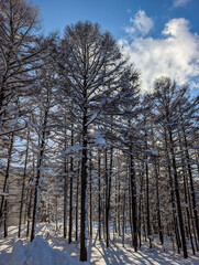 Tall snow-covered trees in a winter forest with sun shining through branches