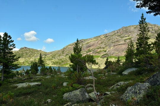 A group of young cedars in the shade of thick clouds on a rocky meadow overlooking a small lake lying at the foot of a high mountain range.