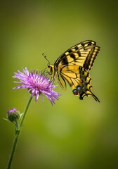 Obraz premium A vibrant yellow and black swallowtail butterfly rests gently on a purple meadow flower, sipping nectar under bright sunlight in the wilderness, season, animal, detail