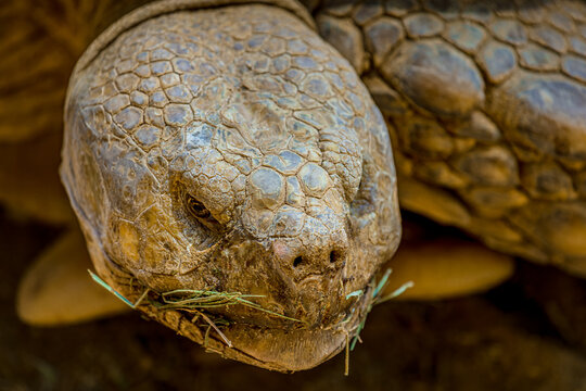 A Sonoran desert tortoise in a wildlife sanctuary near Phoenix Arizona