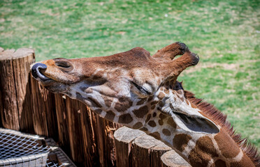 A reticulated giraffe in a wildlife sanctuary near Phoenix Arizona © Scott Bufkin