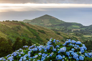Obraz premium Blue hydrangeas blooming in the foreground of a lush green landscape. Rolling hills and a distant mountain under a cloudy sky. View from Sete Cidades in San Miguel, Azores, Portugal.