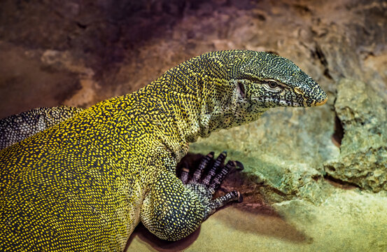 A Nile monitor rests in its enclosure at a wildlife sanctuary near Phoenix Arizona