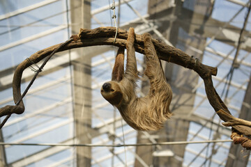 Obraz premium Lazy Linnaeus Two-toed Sloth at Kobe Animal Kingdom