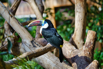 Obraz premium Close-up of a toco tucan (Ramphastos toco) elegantly perched on a dry branch