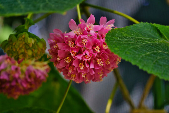 Dombeya wallichii, commonly known as the pinkball or pink ball tree