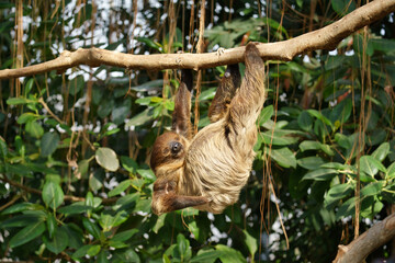 Obraz premium Lazy Linnaeus Two-toed Sloth at Kobe Animal Kingdom