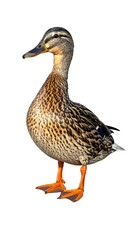 Obraz premium Close-up of a female waterfowl with patterned plumage, orange feet, and a yellow beak