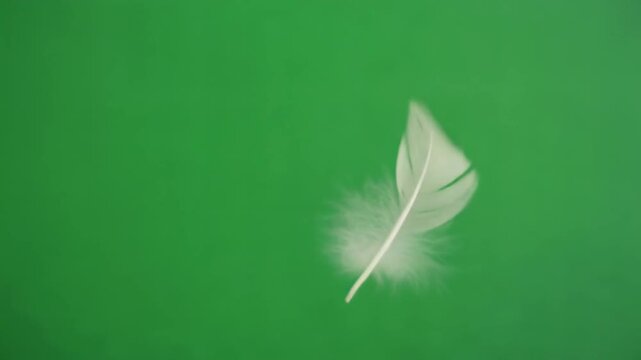 A delicate white feather floats against a bright green backdrop
