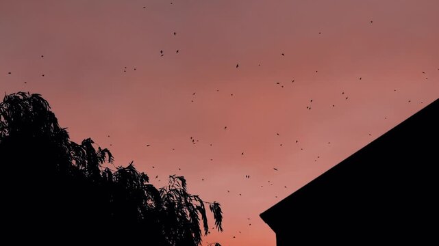 Swallows flying and swarming above a house and a willow tree during a dramatic sunset