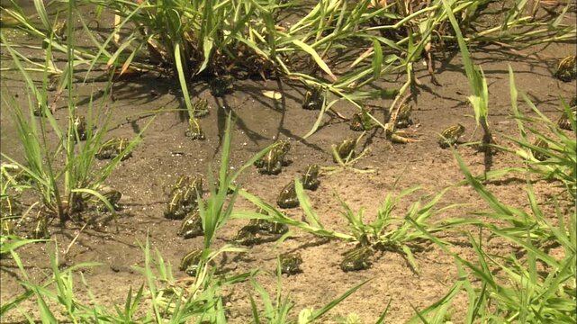 Zoom in Juvenile African Bullfrog (Pyxicephalus adspersus) army jumping around vernal pond