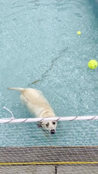 A light colored dog swims calmly in a clear outdoor pool while floating tennis balls drift nearby. The scene captures playful pet behavior relaxation summer fun and animal exercise in water.