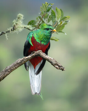 Quetzal Resplandeciente, Bosque Nuboso de Costa Rica