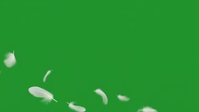 White fluffy feathers floating against a green screen background
