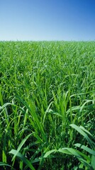 Obraz premium ryegrass. Vast meadow of lush perennial ryegrass waving under a clear blue sky. event programs, museum guides, designed for cultural heritage projects and event programs, supports education. 