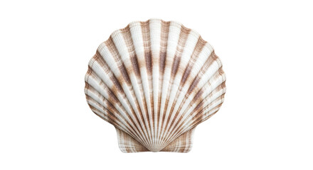 Single Scallop Shell