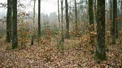 Obraz premium forest in autumn