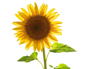 Obraz premium Vibrant Yellow Sunflower with Green Leaves