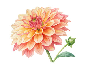 Obraz premium Watercolor Dahlia Bloom, Vibrant Floral Vector Illustration Isolated on White