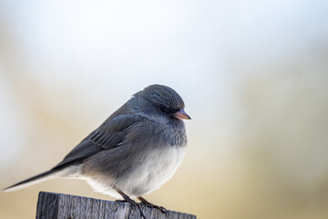 Obraz premium Dark-Eyed Junco in Winter