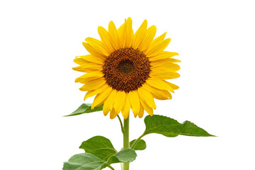 Fototapeta premium Vibrant Yellow Sunflower with Green Leaves on White