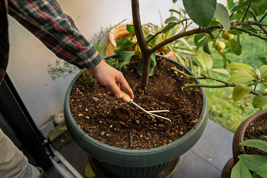 Gardening Care of Potted Lemon Tree with Hand cultivator